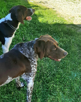 Bellissiml cuccioli di Kurzhaar