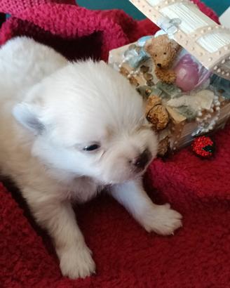 Cuccioli di Pomerania agosto 2026