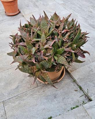 Pianta