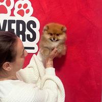 Pomerania linee americane maschio fulvo