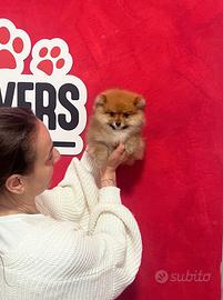 Pomerania linee americane maschio fulvo