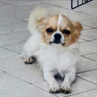 Chihuahua maschio per Monta