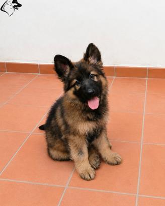 Pastore tedesco cuccioli im.por.tan.ti. Femmine