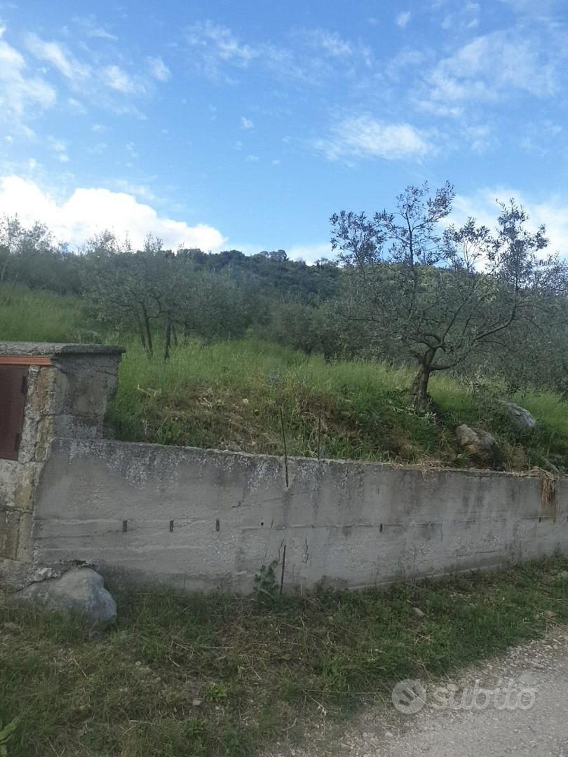 Terreno agricolo uliveto Castel Madama - Vista 2