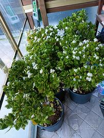 Crassula Ovata