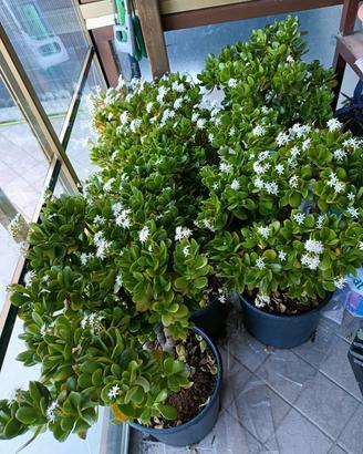 Crassula Ovata