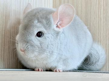 Cucciola Cincillà Blue Diamond Beige