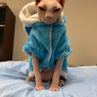 Gatta SPHYNX Canadese tipo Elf