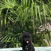 Cucciolo di barboncino