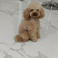 Barboncino Toy per monta