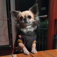 Chihuahua maschio disponibile per accoppiamento