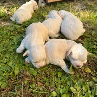 Cagnolini