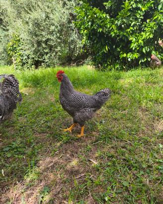 Galli amrock giovani da riproduzione