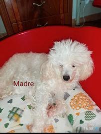 Cucciolo di barboncino