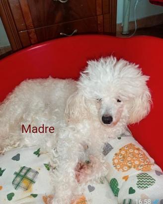 Cucciolo di barboncino