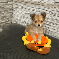 Chihuahua cucciolo