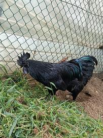Galli e galline Ayam cemani