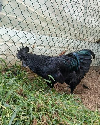 Galli e galline Ayam cemani