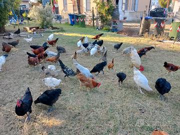 Pulcini.gallina