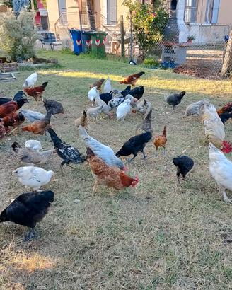 Pulcini.gallina