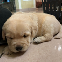 Cuccioli di labrador