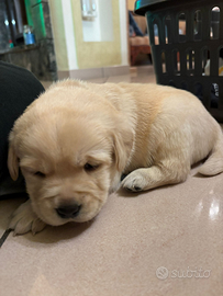 Cuccioli di labrador