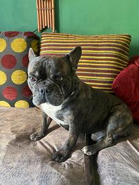 Bulldog francese adulto