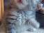 Immagine 3