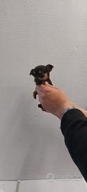 Cucciolo di pincher