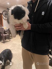 Border collie maschio con pedigree