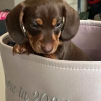 Cuccioli di bassotti cioccolato e blu