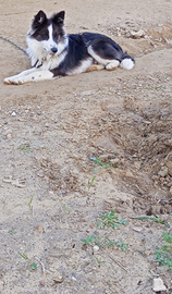 Cucciolo di boder cool