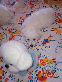 Coppia di cuccioli maltesi di 4 mesi