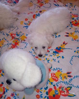 Coppia di cuccioli maltesi di 4 mesi