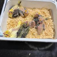 Calopsita allevato a mano