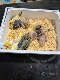 Calopsita allevato a mano