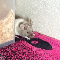 Mus musculus (topino)