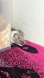 Mus musculus (topino)