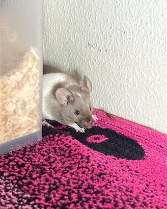 Mus musculus (topino)