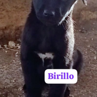 Cuccioli futura taglia media