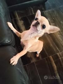 Vcee chihuahua mini Toy