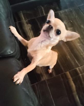 Vcee chihuahua mini Toy