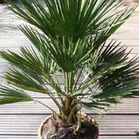 Chamaerops Humilis