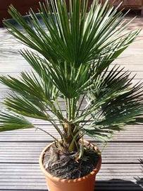 Chamaerops Humilis