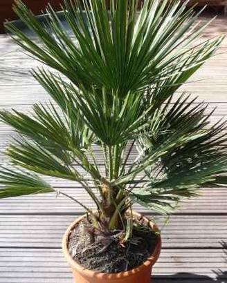 Chamaerops Humilis