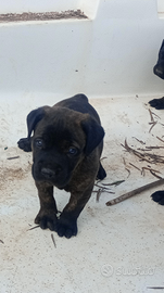 Cuccioli di cane corso
