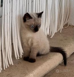 Gattino siamese