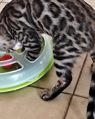 Gatti bengala