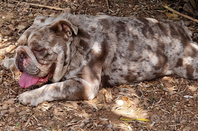 Bulldog Inglese esotico per monta ABKC AKC