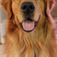Maschio Golden Retriever americano per monta